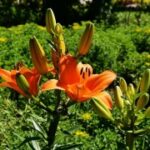 逐梦国际:留学申请中的文书写作技巧 1jca3lbc