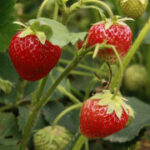 君临国际:品牌国际化的成功与失败案例分析 5qa146