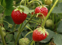 君临国际:品牌国际化的成功与失败案例分析 君临国际:品牌国际化的成功与失败案例分析