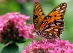 君临国际:全球市场中的消费者行为研究 君临国际:全球市场中的消费者行为研究